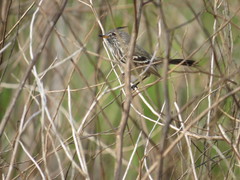 Anairetes flavirostris