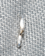 Phyllonorycter clemensella