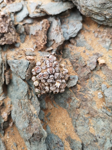 Conophytum saxetanum
