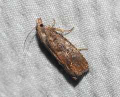 Eucosma sombreana