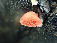 Crepidotus cinnabarinus