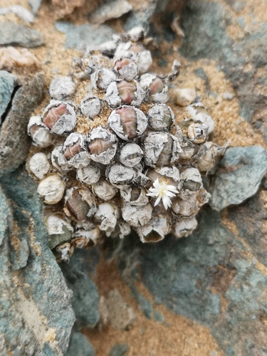 Conophytum saxetanum