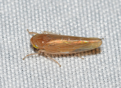 Chlorotettix lusorius