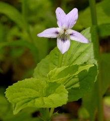 Viola × brauniae