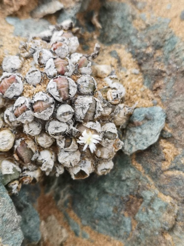 Conophytum saxetanum