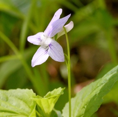 Viola × brauniae