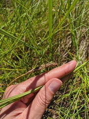 Carex paleacea