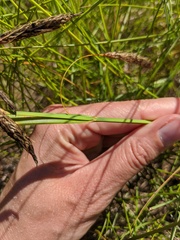 Carex paleacea