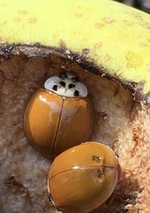 Harmonia axyridis