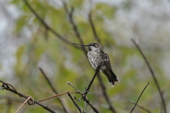 Heliomaster squamosus