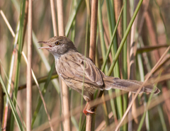 Delicate Prinia photo 4