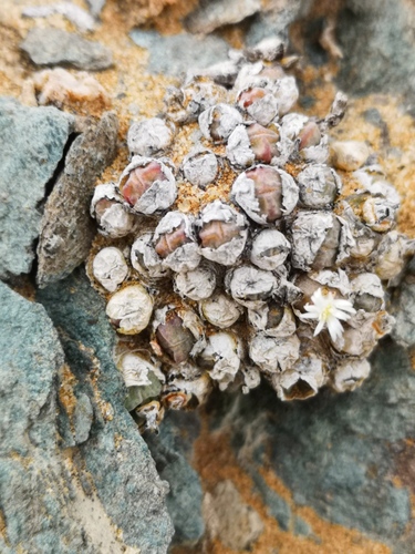 Conophytum saxetanum