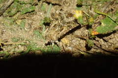 Agrotis vestigialis