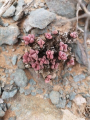 Crassula elegans
