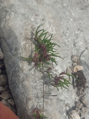 Poa alpina vivipara