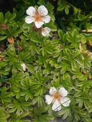 Potentilla clusiana
