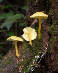 Tricholomopsis aurea