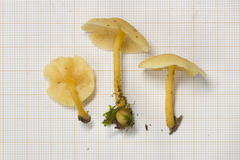 Tricholomopsis aurea