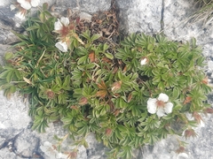 Potentilla clusiana