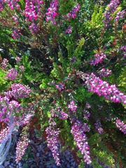 Calluna