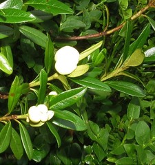 Exobasidium rhododendri