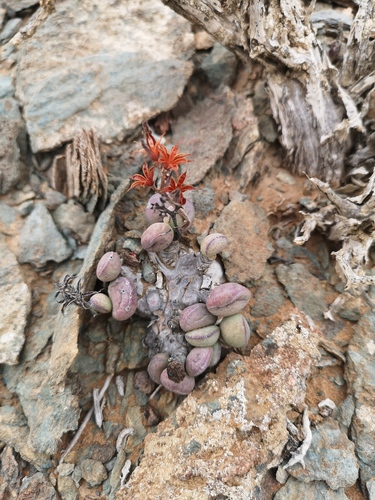 Adromischus marianiae