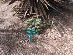 Mammillaria compressa