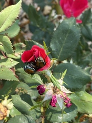 Popillia japonica
