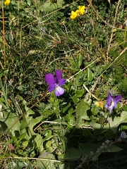 Viola lutea lutea