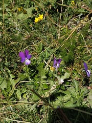 Viola lutea lutea