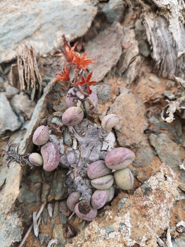 Adromischus marianiae