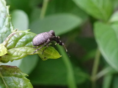 Phylloscelis pallescens