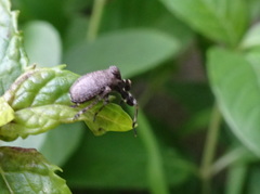 Phylloscelis pallescens