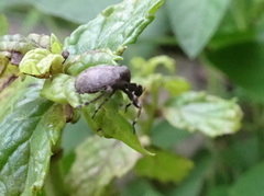 Phylloscelis pallescens