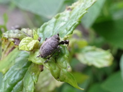 Phylloscelis pallescens