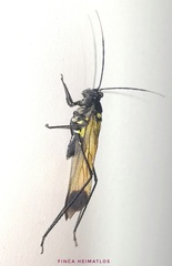 Aganacris nitida