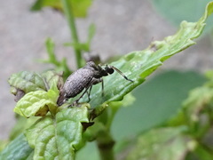 Phylloscelis pallescens