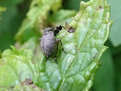 Phylloscelis pallescens