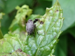 Phylloscelis pallescens