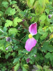 Eriocapitella × hybrida