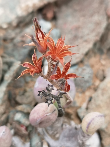 Adromischus marianiae