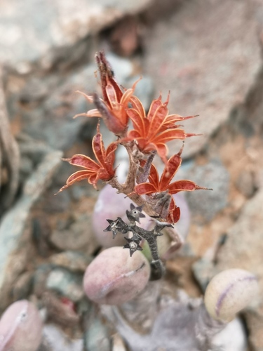 Adromischus marianiae