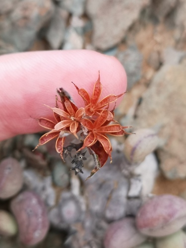 Adromischus marianiae