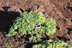 Perityle socorrosensis