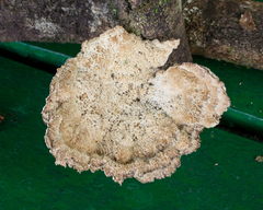 Cymatoderma