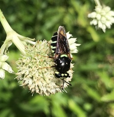Stratiomys badia