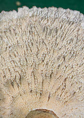 Cymatoderma
