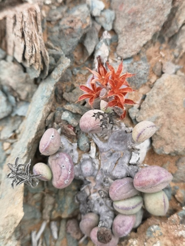 Adromischus marianiae var. kubusensis 2