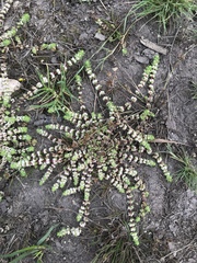 Illecebrum verticillatum