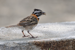 Zonotrichia capensis insularis